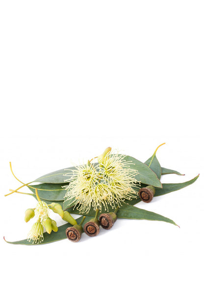 Eucalyptus Radiata Essential Oil
