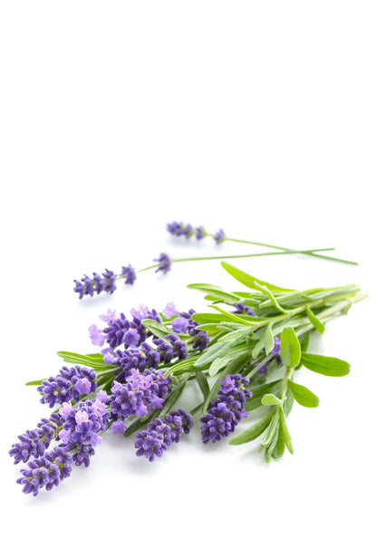 Lavender Essential Oil - Lavandula Angustifolia
