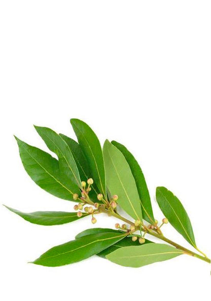 Ravintsara Essential Oil